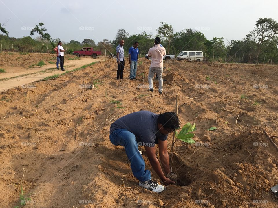 Planting 