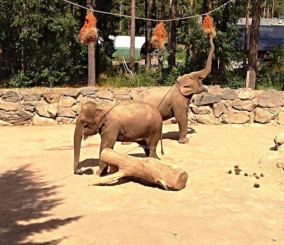 sweden zoo elephants safari by mawege