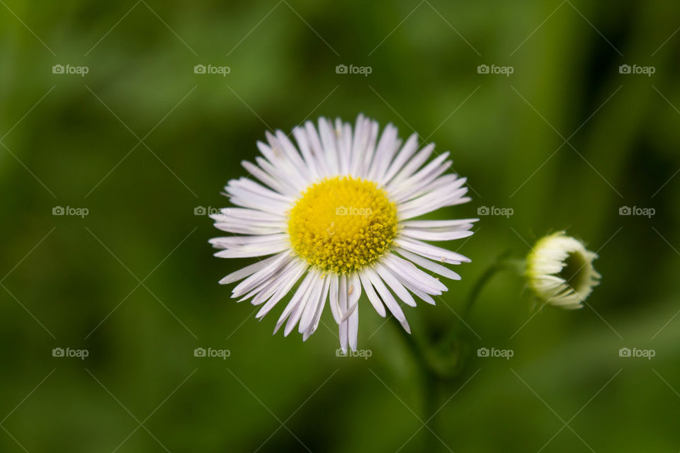 Chamomile tender against a green bokeh