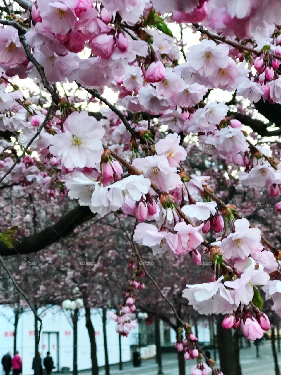 Cherry Blossom