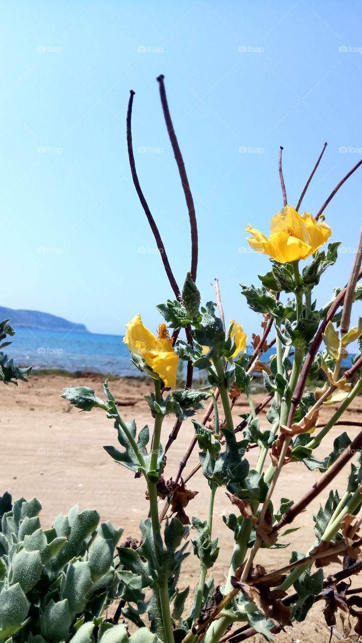 a wild flower by the sea