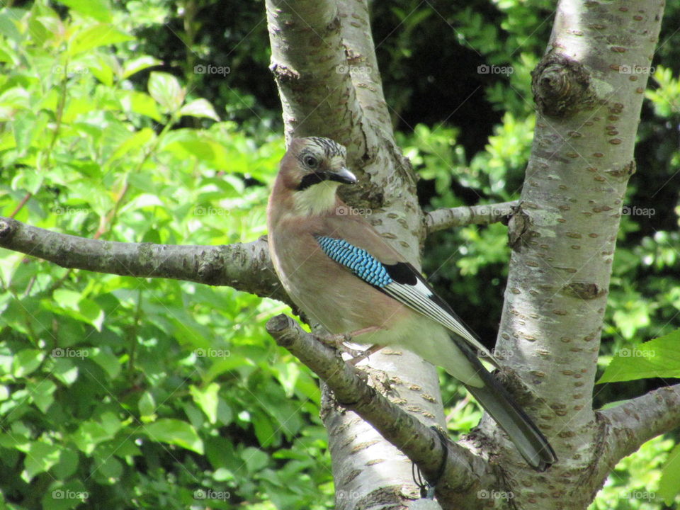 A Jay perched in a cherry tree
