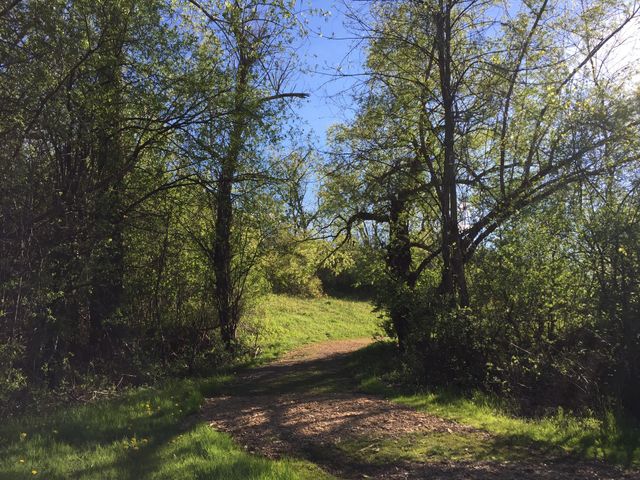 The path