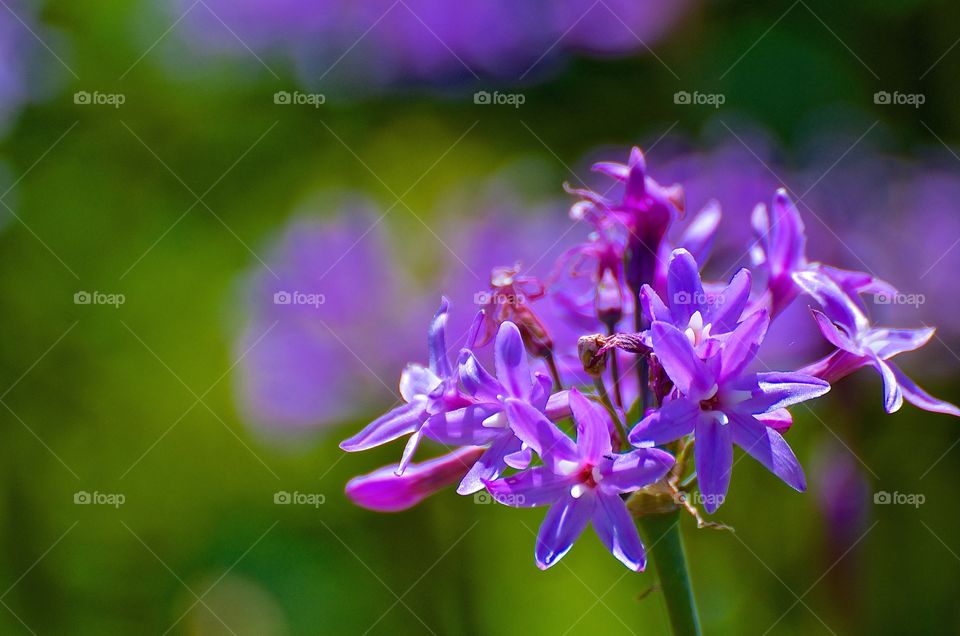 Violet Clusters of Brodiaea flowers