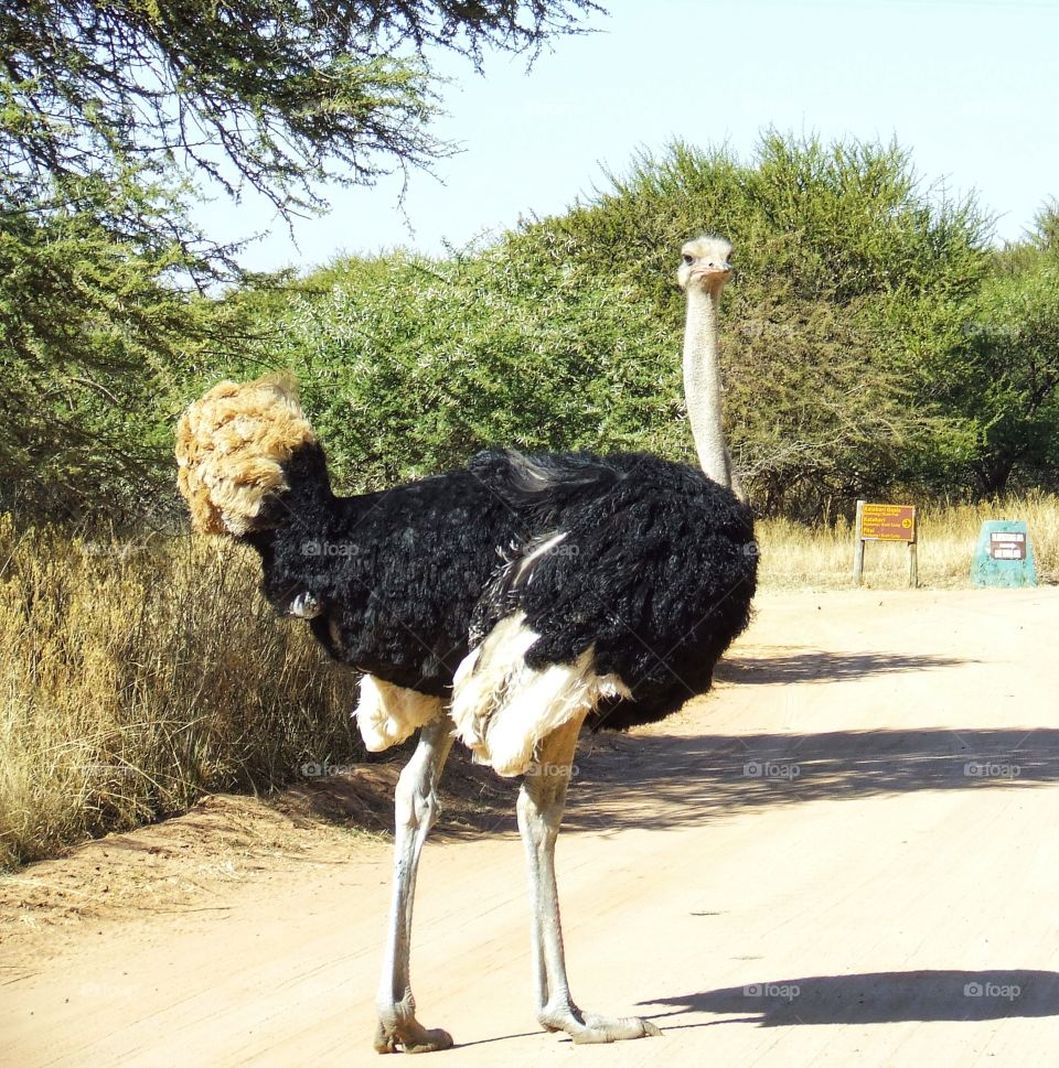 Ostrich on a sandy road