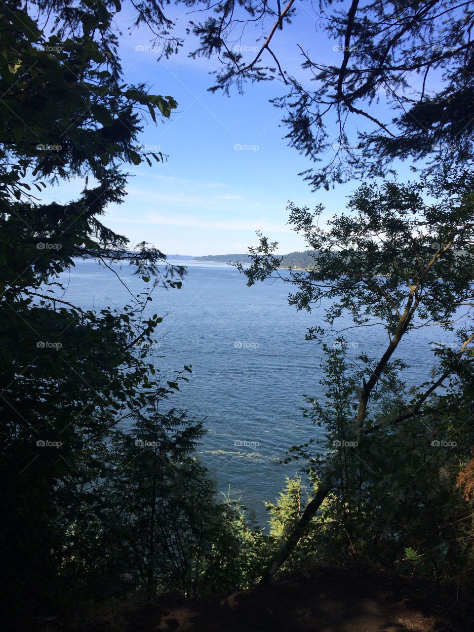 Puget sound. Shot of puget sound from the woods