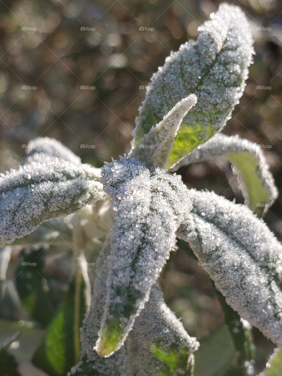 Frosty winter weather