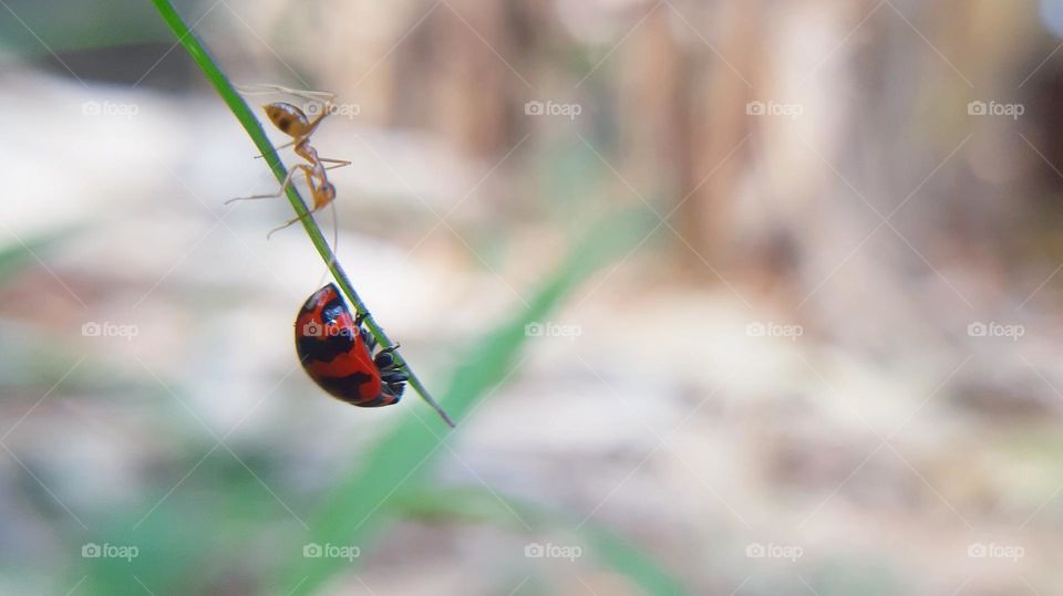 Red ants and ladybugs