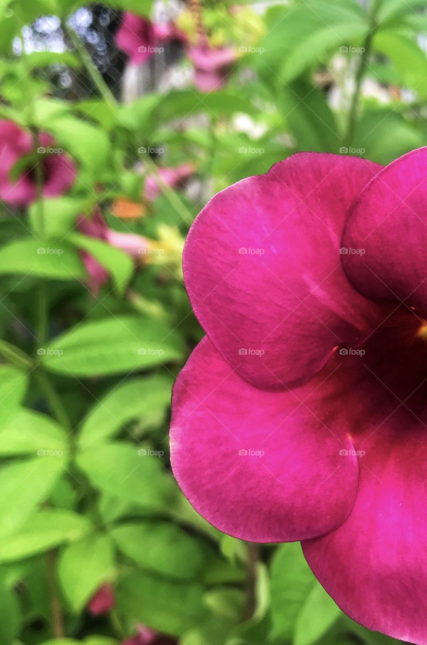 The petals and stamens . minimalist beauty of nature . beautiful flower . green leaf . 