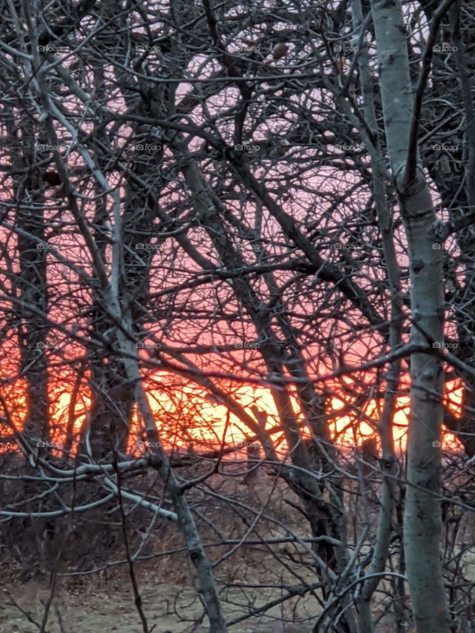 Sunset in the forrest