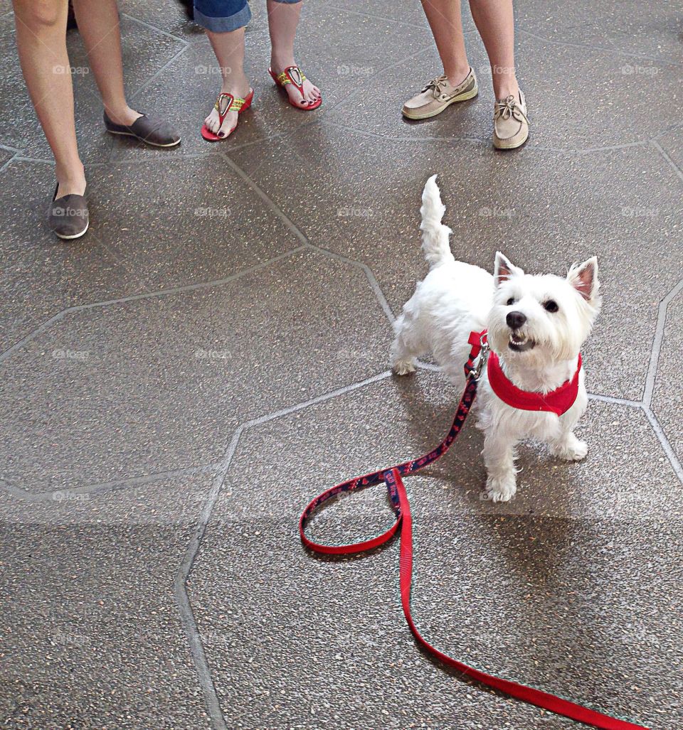 Adorable Westhighland white terrier taking a walk in the Spring and suddenly he became the center of attention.