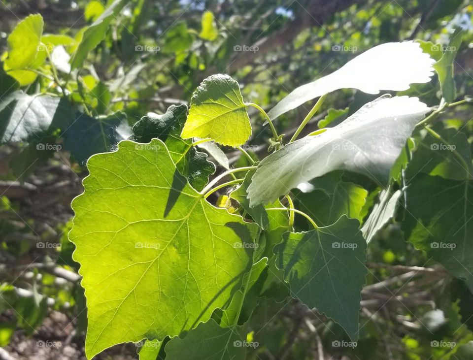 Leaves in sunlight