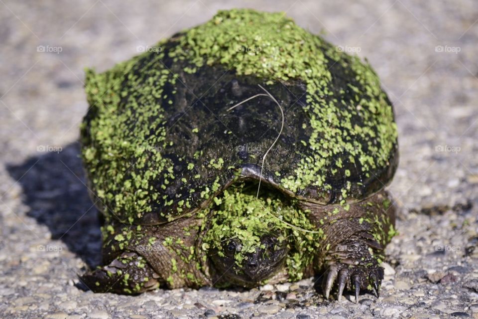 Snapping Turtle 