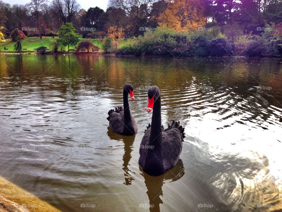 The elegance of the black swans . Park Montsouris in Paris, France and black swans on the lake