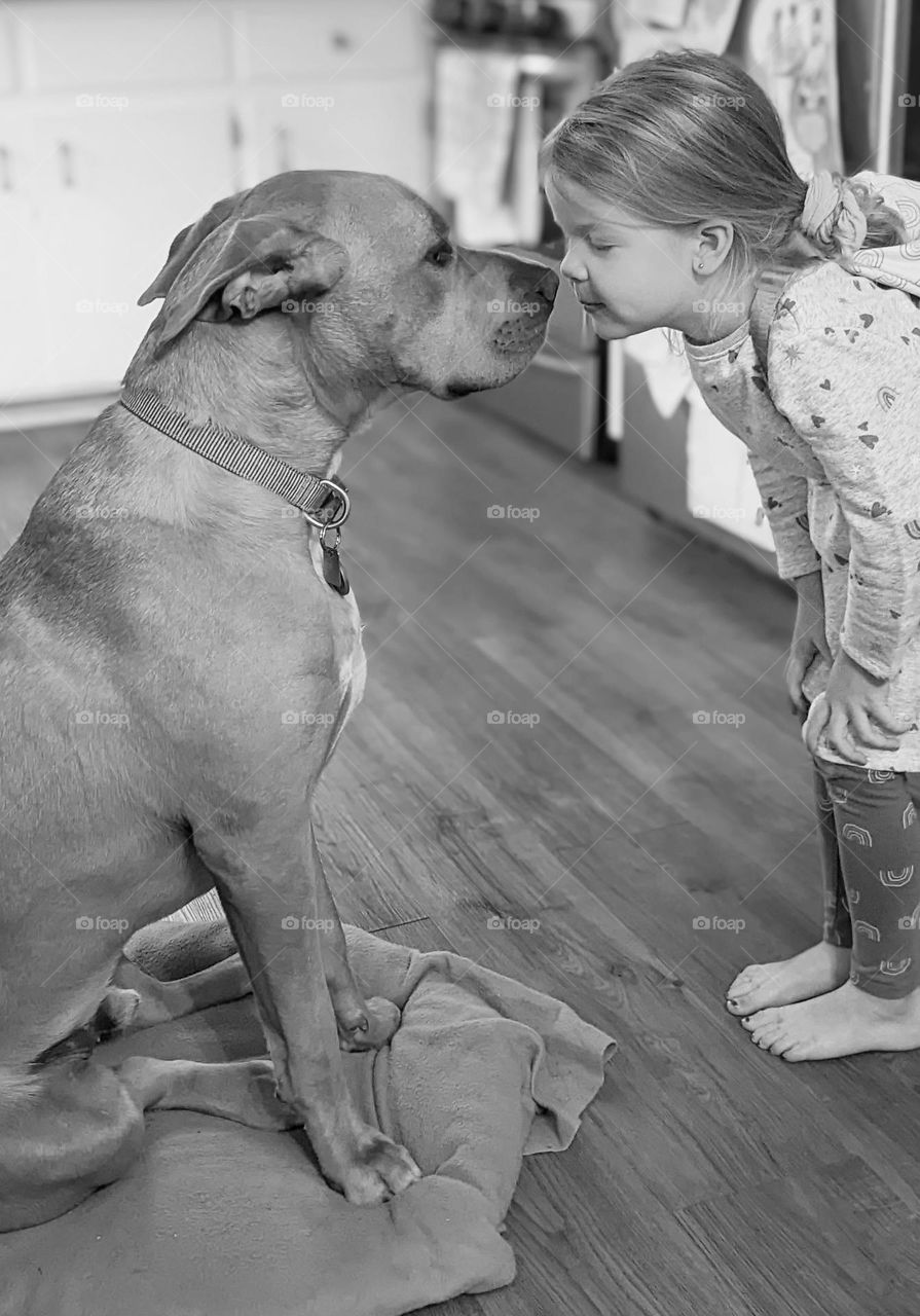 large breed dog nuzzles little girl's nose, dog snuggles, nose rubs, kids bonding with dog, touching noses