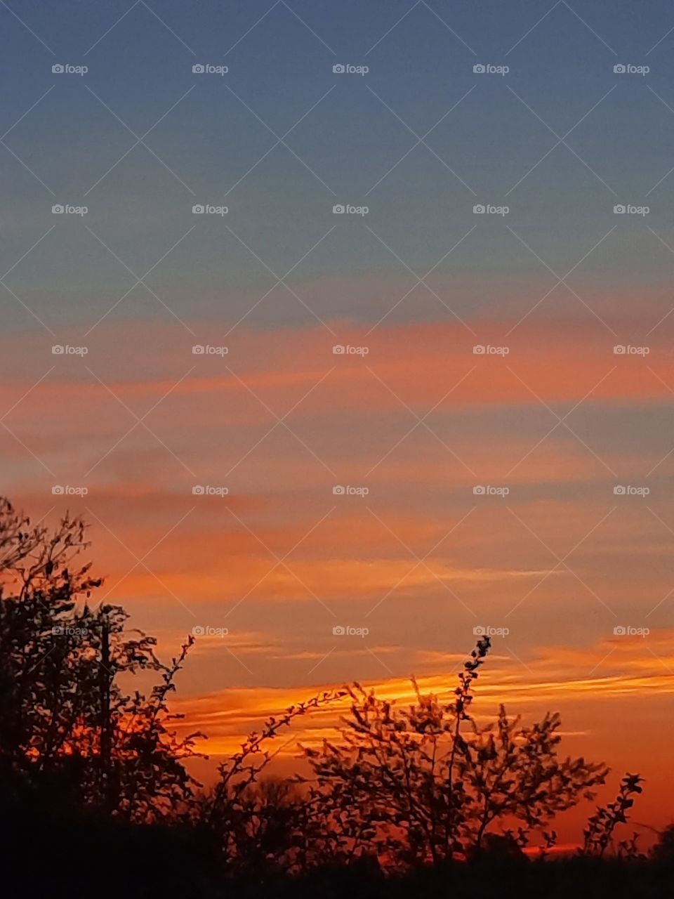 orange sunrise  with paralel  clouds  and black silhouettes of trees