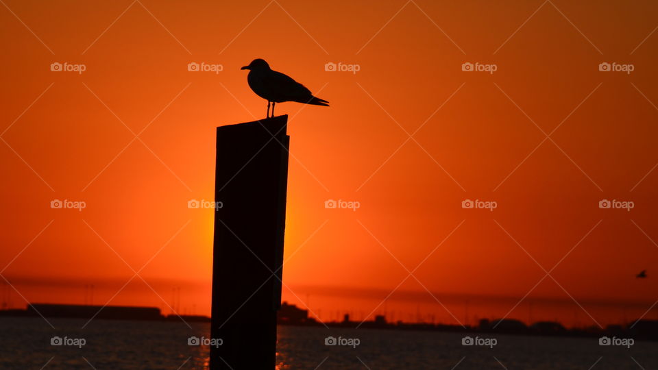 Bird in sunset 