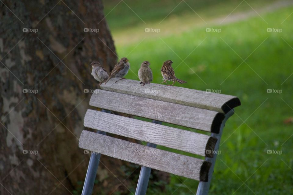 Birds perching on bench