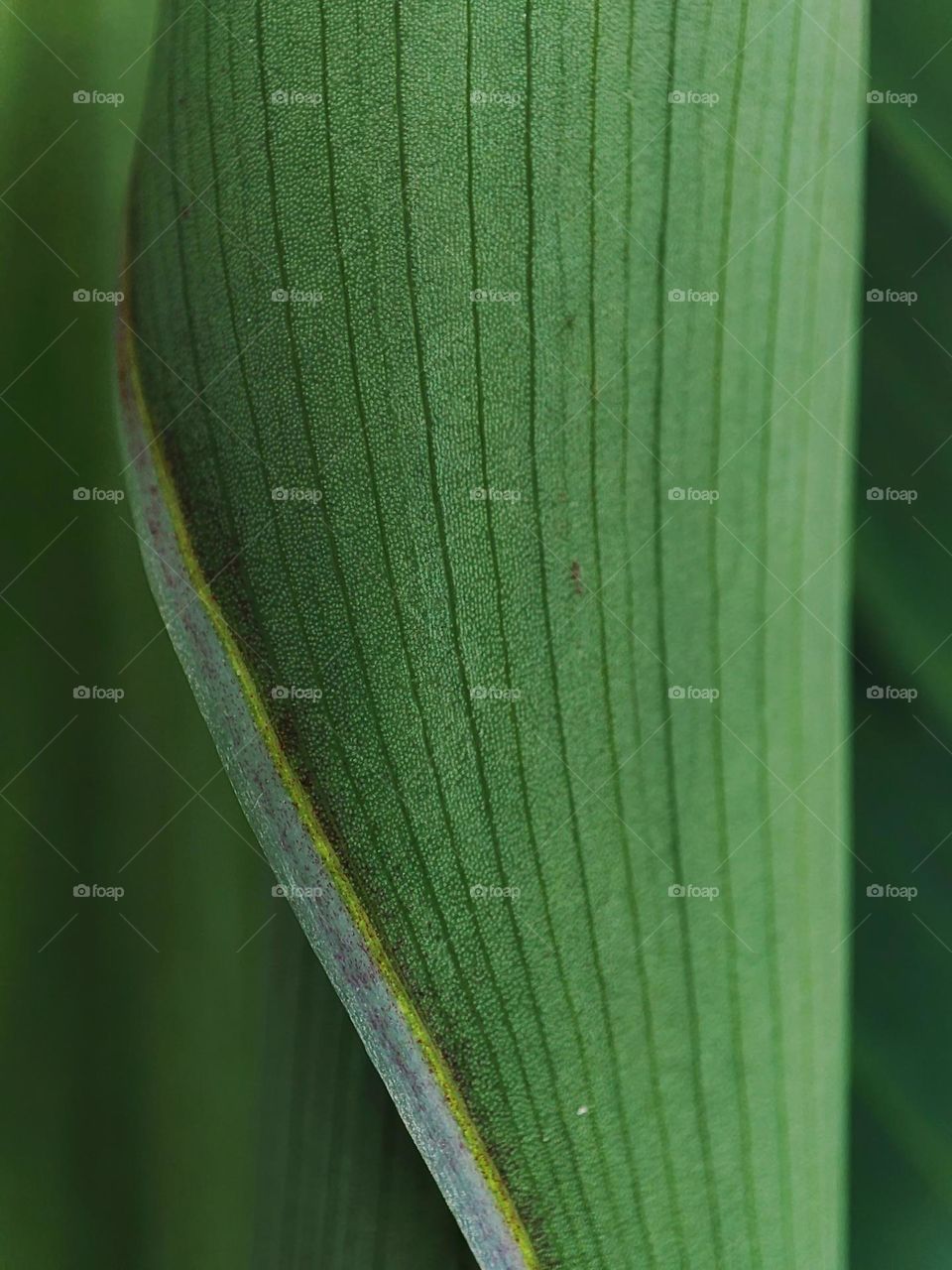 Macro photo of green grass growing in the garden