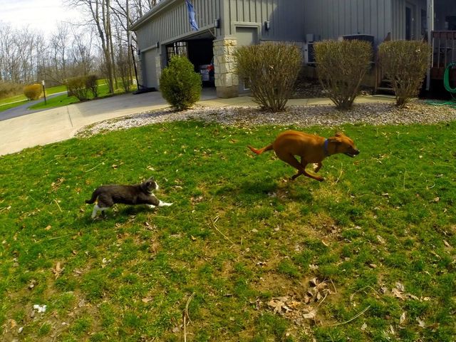cat chasing dog