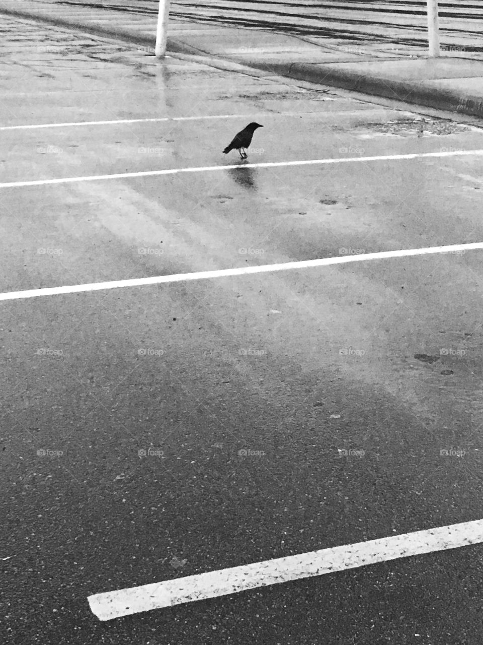 I think this looks better in black and white than color.  Lonely little crow after the rain.