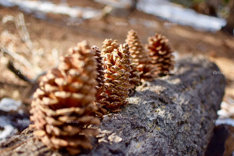 Beauty in Nature, Pine Cones lined up on a fallen tree