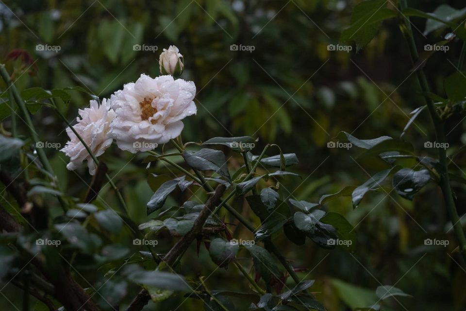 white rose after rain