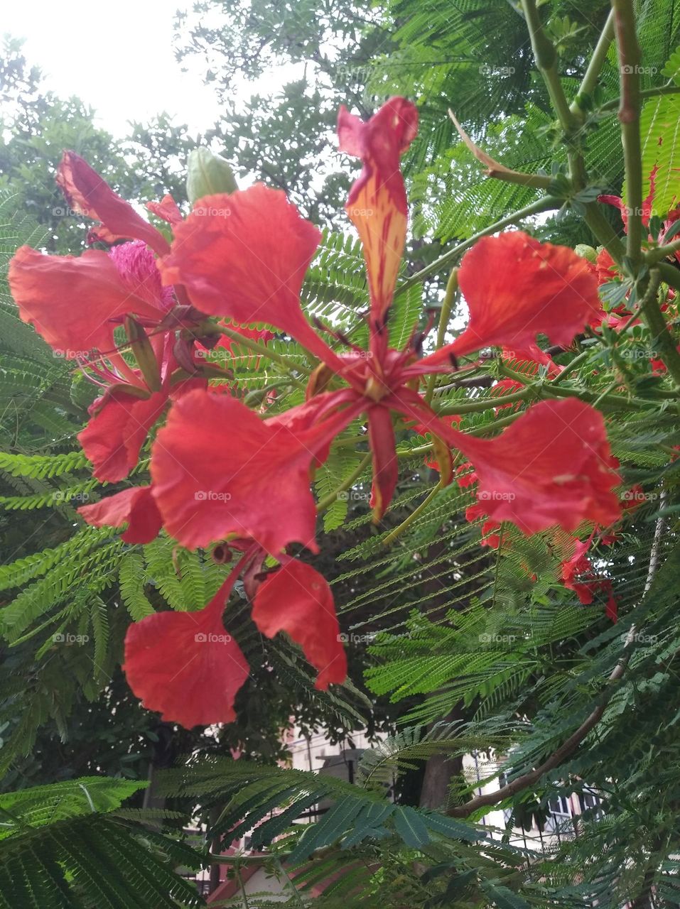 bunch of pinkish flowers seasonal fresh shurb small size looks very beautiful generally found everywhere