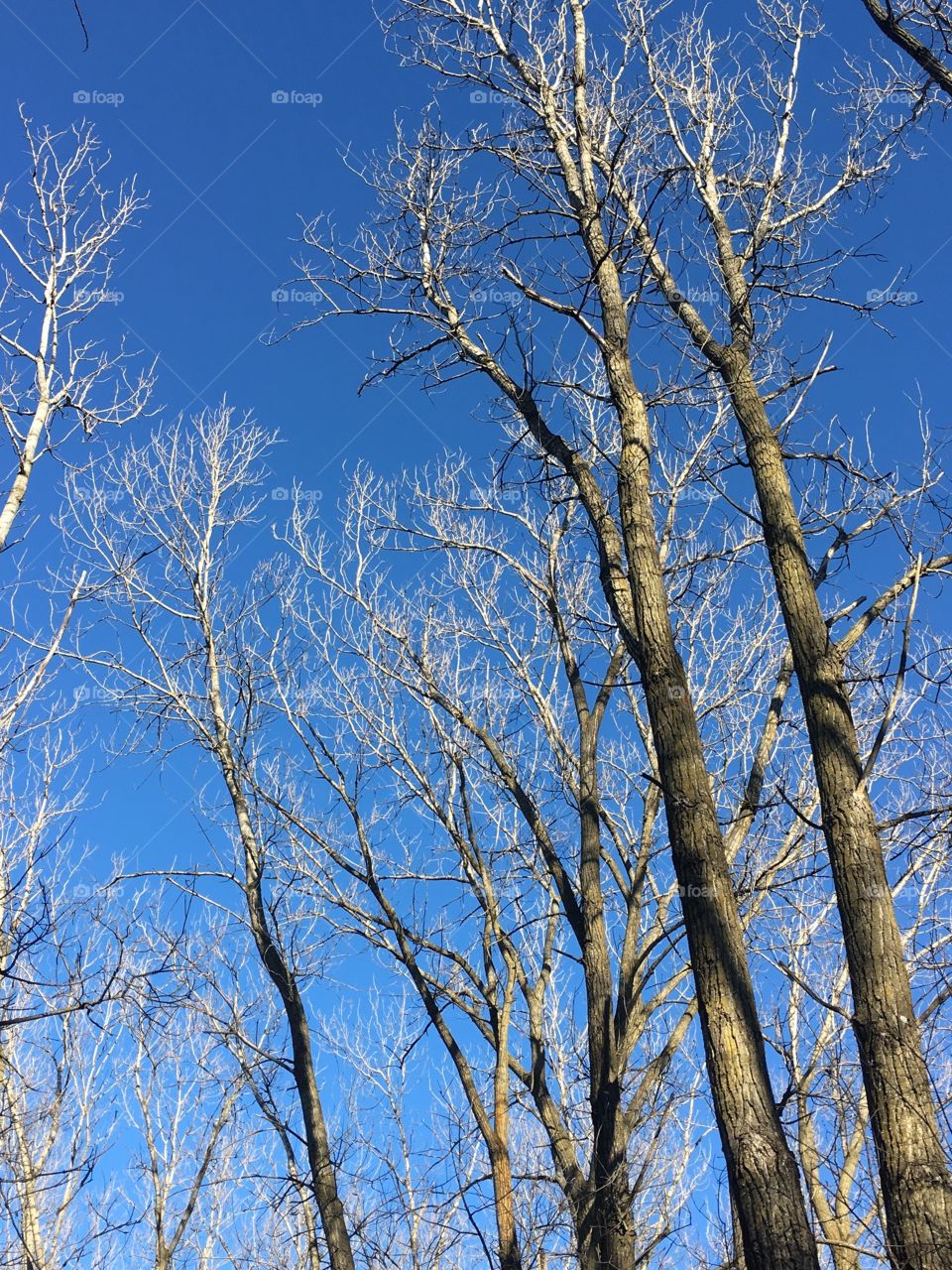 Winter trees against a blue sky