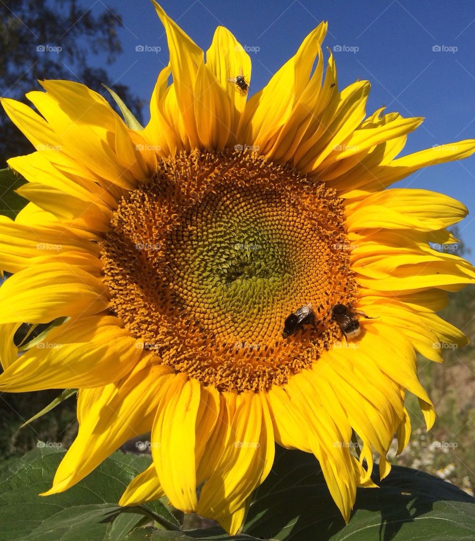 Sunflower