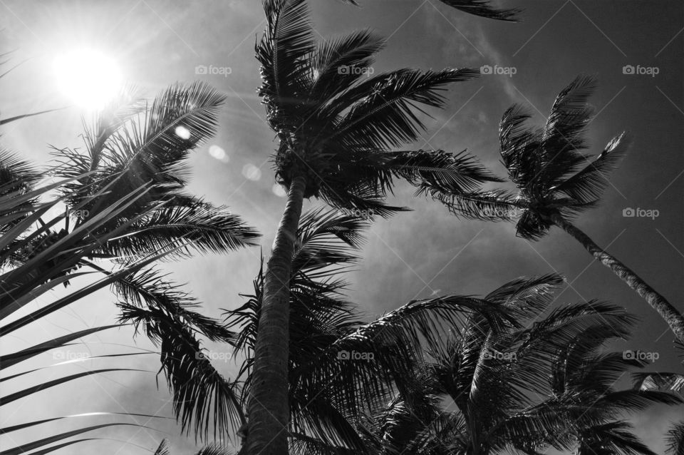 Black & white palms 