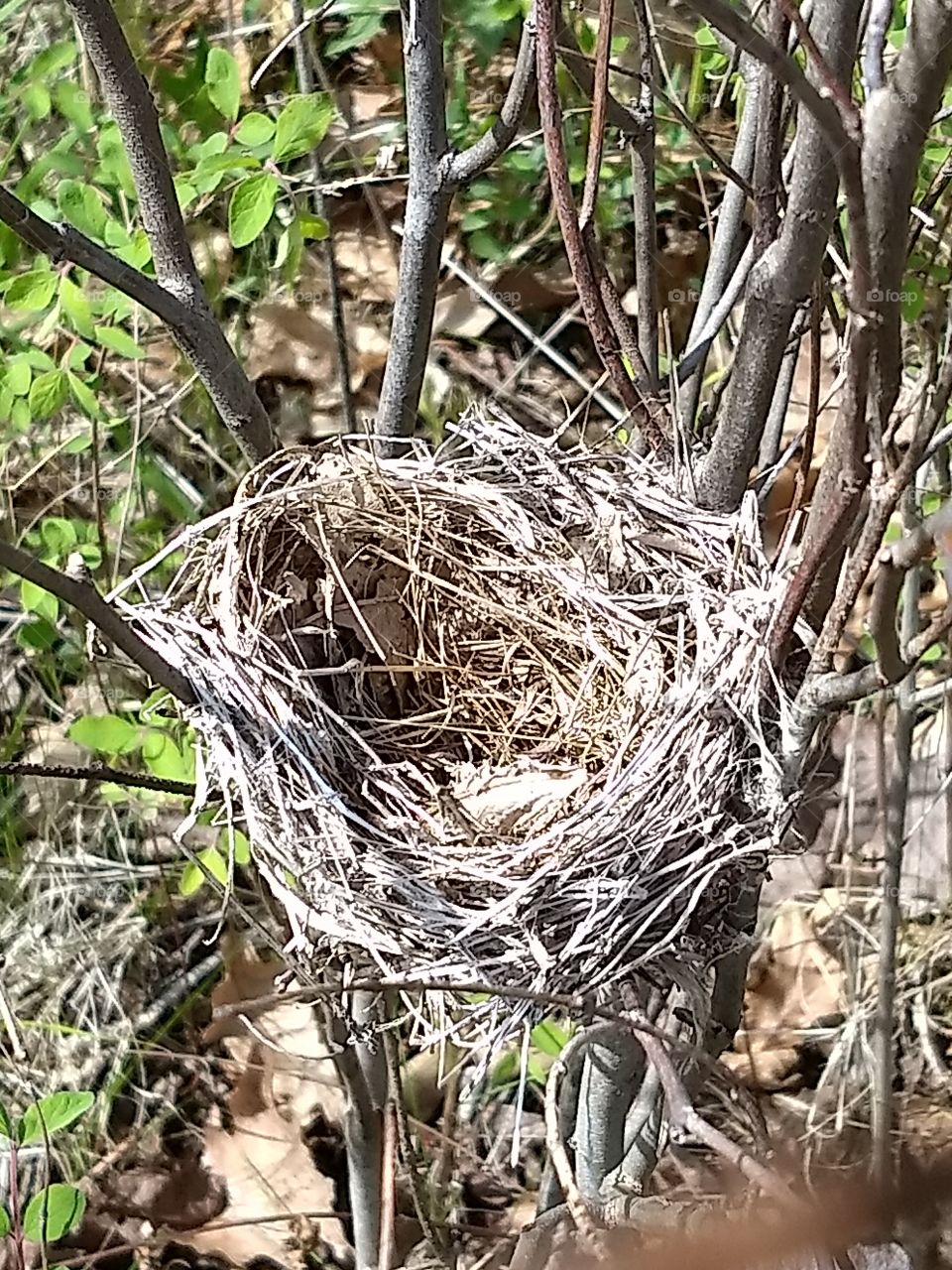 A tiny bird's nest in the brush along a hiking trail in Knob Noster State Park, Missouri.