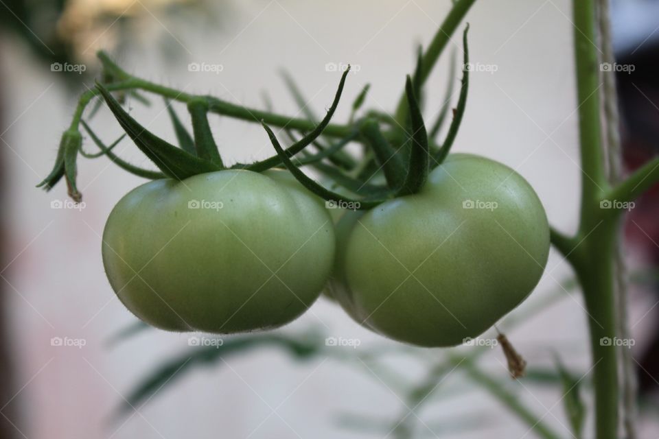 tomates verdes