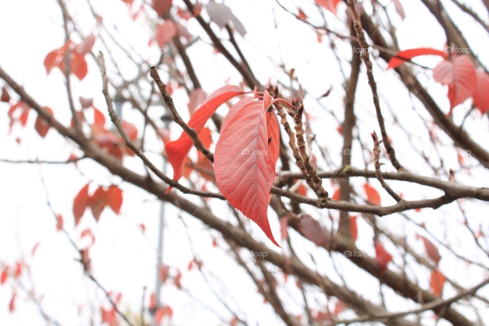 Autumn vibes ❤️🍁🍁🍁❤️