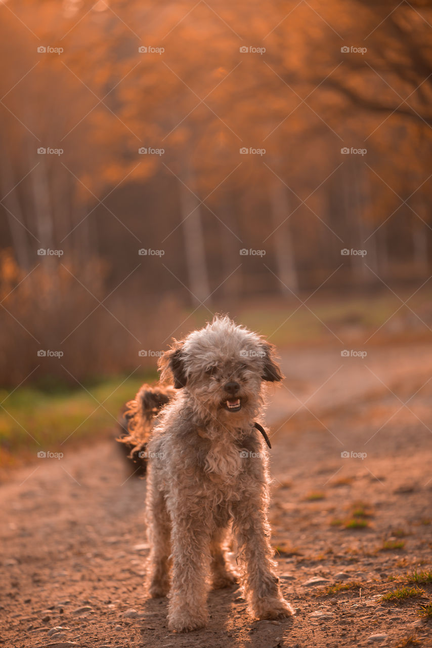 Cute  small dog walking outdoors