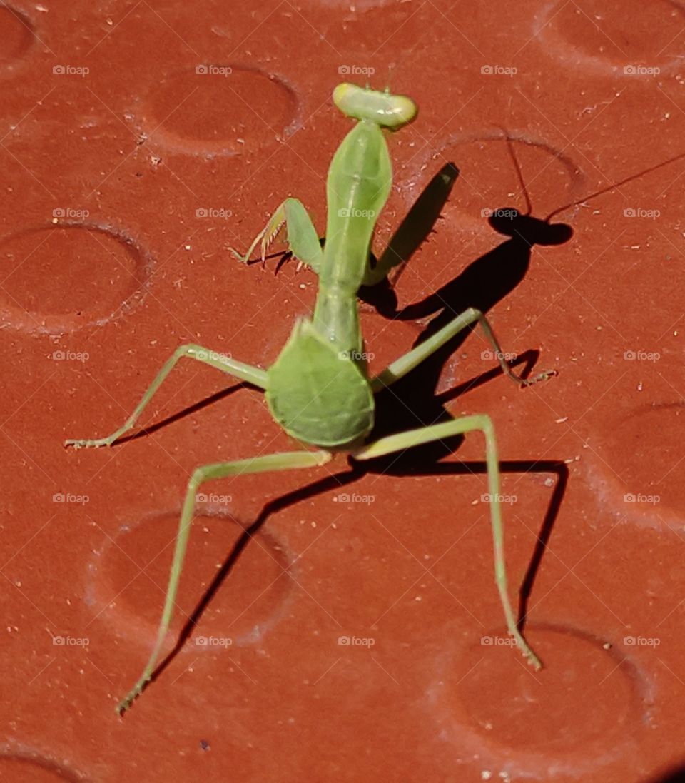 Grasshopper looking at its own Shadow