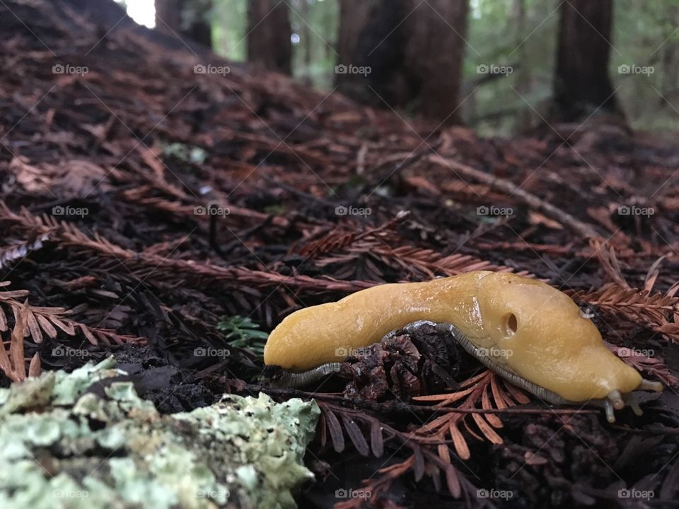 A banana slug hiking in Pogonip. Santa Cruz CA