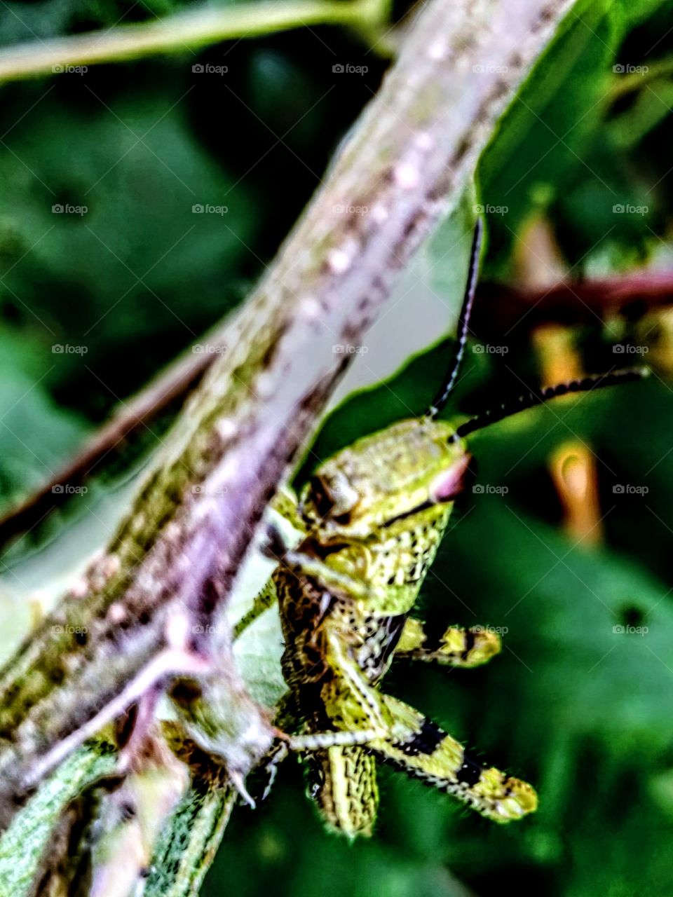 Grasshopper