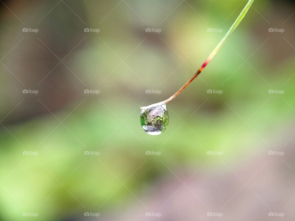 Good morning. Dew drop at the end of thatch leaf. Wet morning.