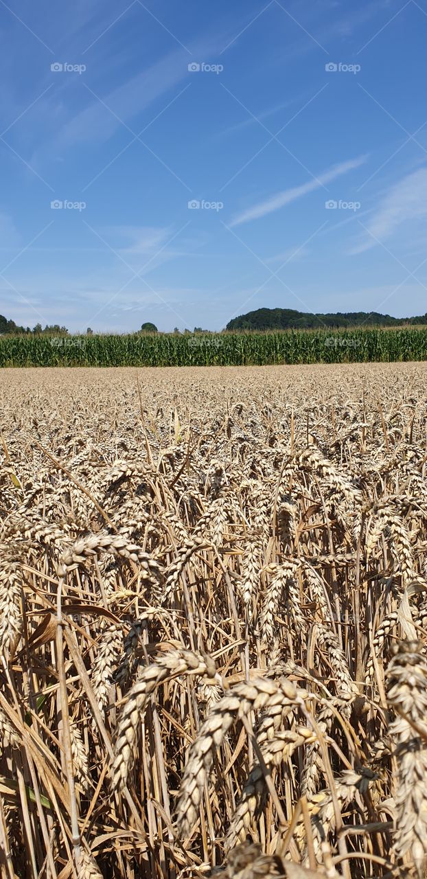 Cereals in the summerwind