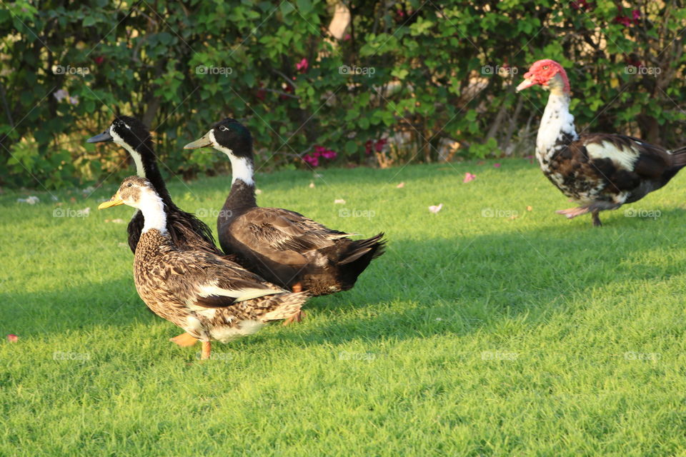 Ducks on green grass