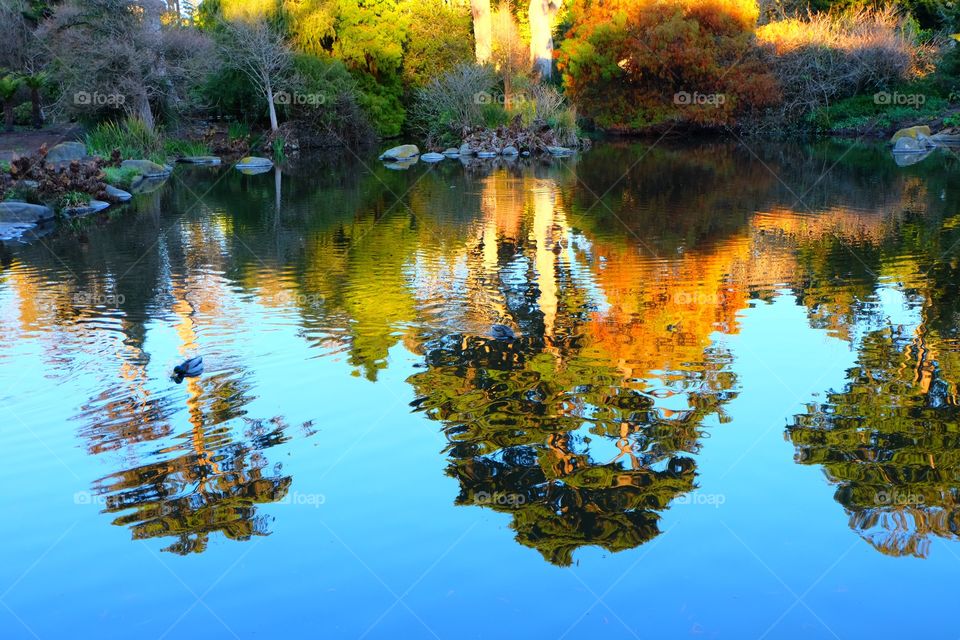 Reflection of trees in the evening