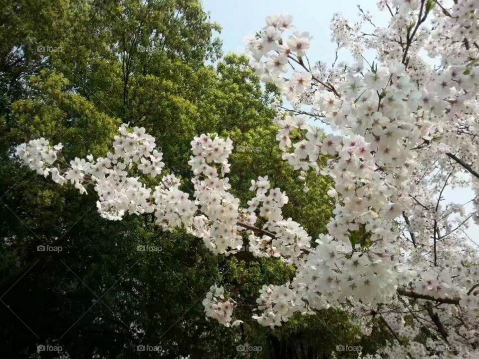 绽放纯洁自由ازهر حرية نقيةMekar kebebasan murni/Kebebasan murni mekar