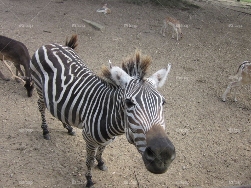Amazing zebra looking at me