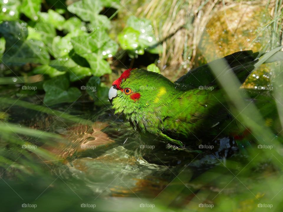 Bathing kakariki parakeet