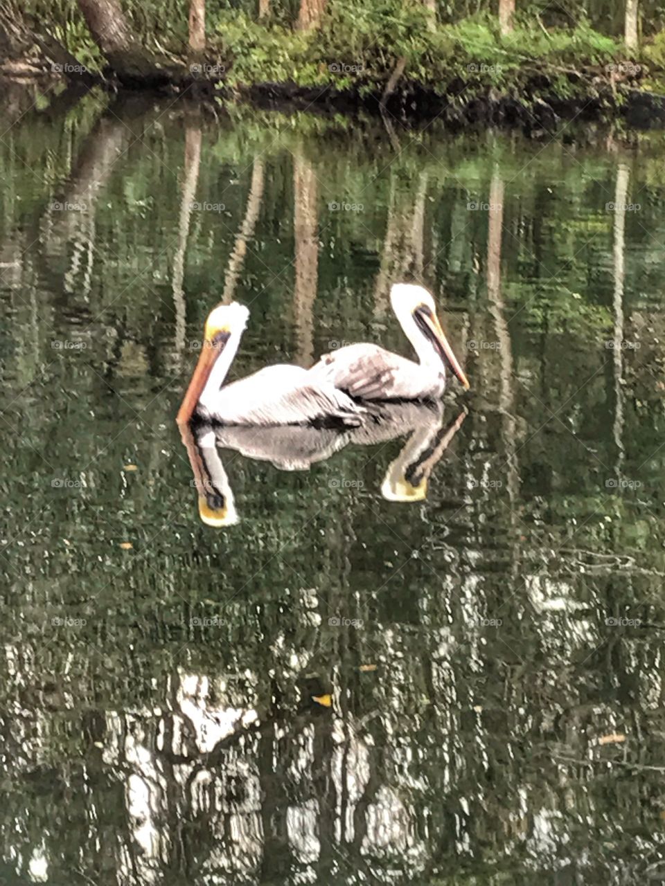 Poising Pelicans and their reflections in the Chaz River 