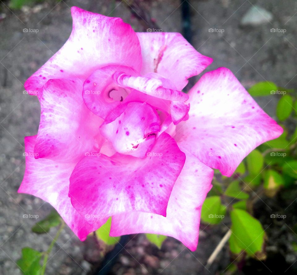 rosa