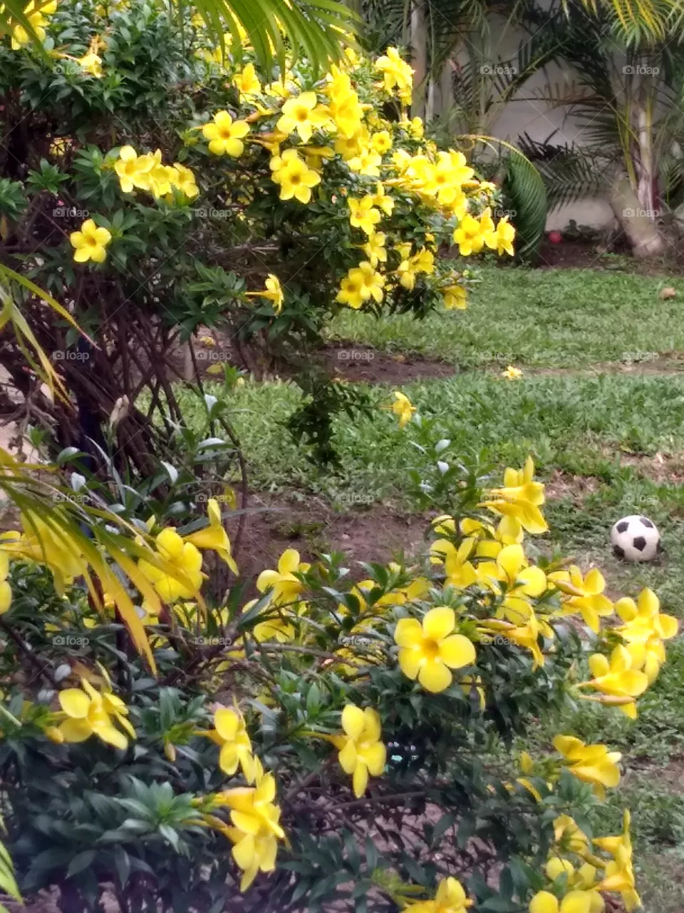 flowers