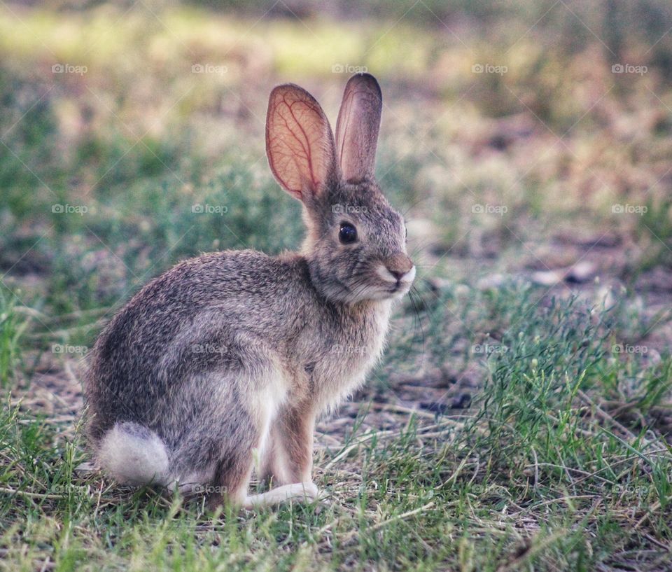 when the rabbit look back to me, and gave me his sweet look!