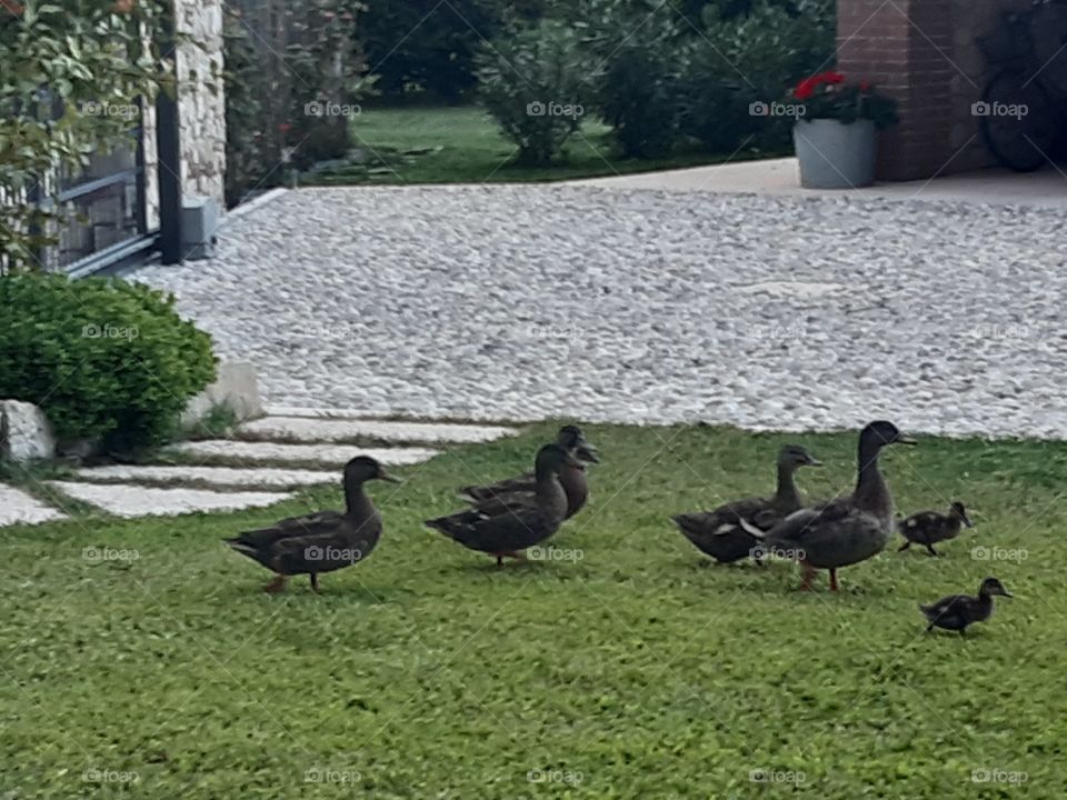 some ducks in my garden